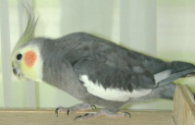 Male Grey Cockatiel