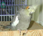 Female Grey Cockatiel